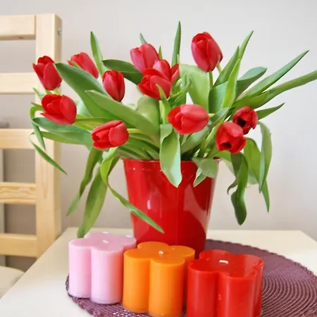 Tulip City Centre Cracovia